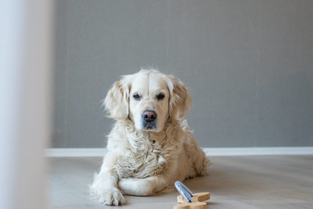 Hund Therapiebegleittierteam